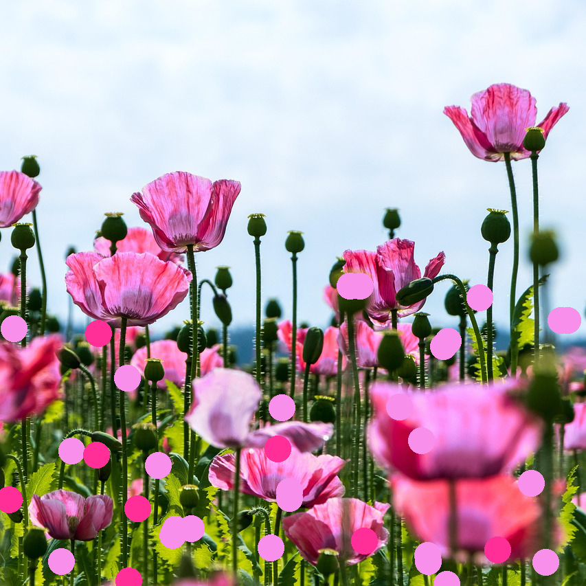 pOPPY copy